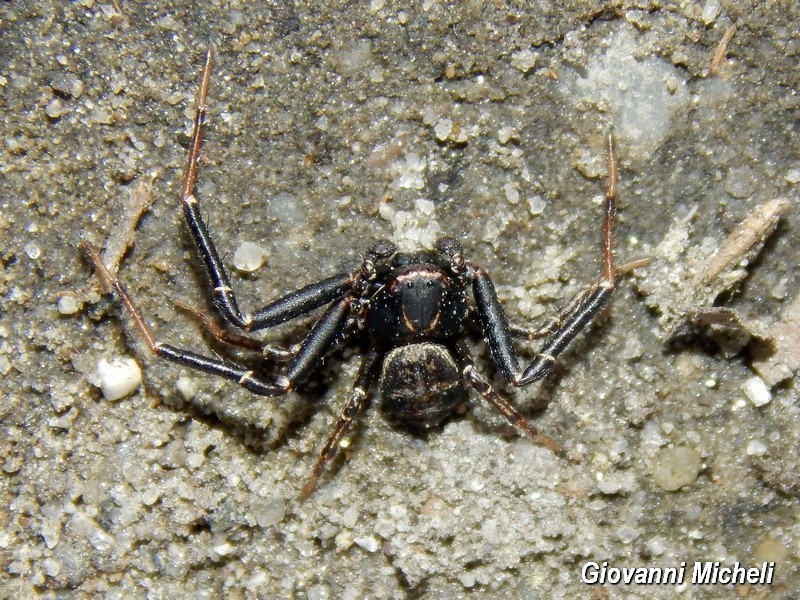 Xysticus sp. - Parco del Ticino (MI)